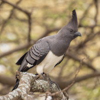 White-bellied Go-away-bird